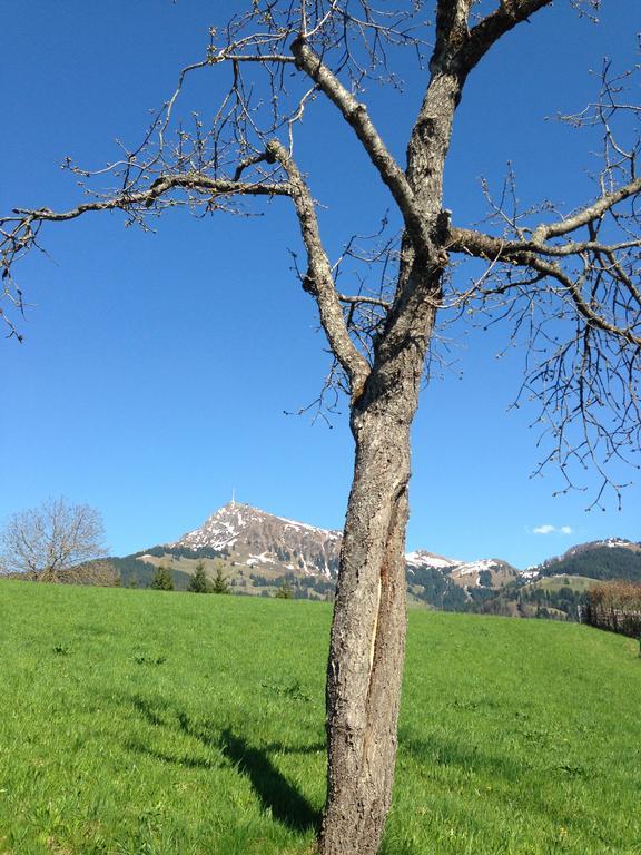 Appartement Lisa Schweiger Kirchberg in Tirol Esterno foto